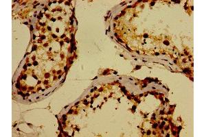 IHC image of ABIN7175871 diluted at 1:300 and staining in paraffin-embedded human testis tissue performed on a Leica BondTM system. (WWOX antibody  (AA 1-180))