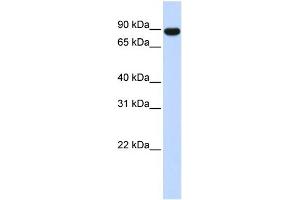 WB Suggested Anti-AKAP8 Antibody Titration: 0. (AKAP8 antibody  (Middle Region))