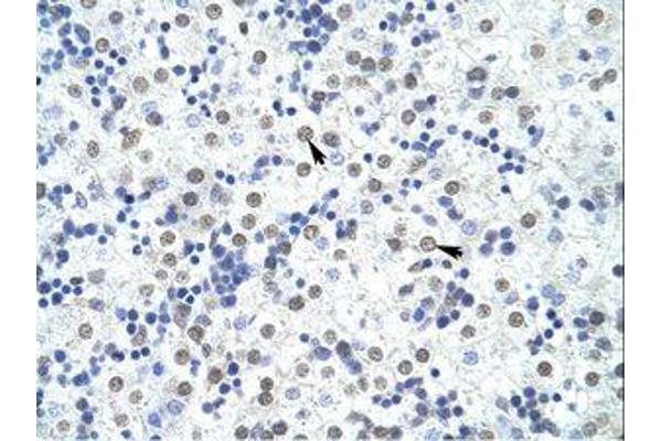 FOXP4 antibody  (C-Term)