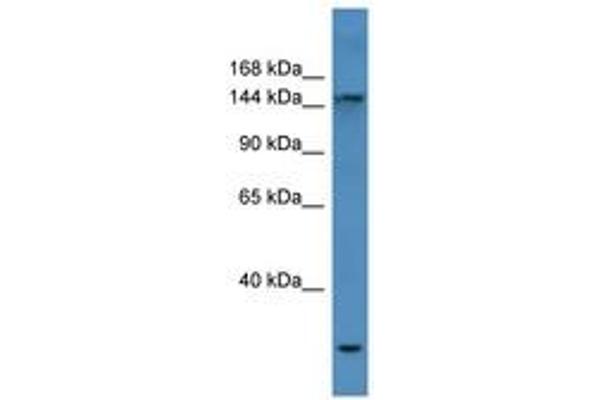 COL4a3 antibody  (AA 375-424)