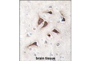 Formalin-fixed and paraffin-embedded human brain tissue reacted with CK2 delta Antibody (C-term) (ABIN391314 and ABIN2841346) , which was peroxidase-conjugated to the secondary antibody, followed by DAB staining. (CAMK2D antibody  (C-Term))