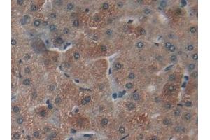Detection of NPNT in Human Liver Tissue using Polyclonal Antibody to Nephronectin (NPNT) (Nephronectin antibody  (AA 418-565))