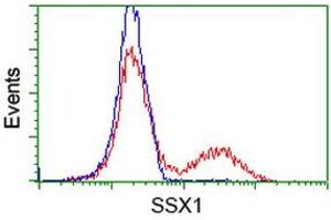 Image no. 2 for anti-Synovial Sarcoma, X Breakpoint 1 (SSX1) antibody (ABIN1501156) (SSX1 antibody)