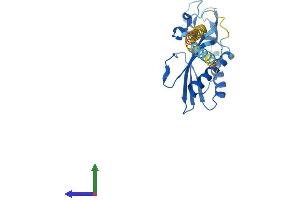 Protein Structure (PS) image for Receptor (Chemosensory) Transporter Protein 2 (RTP2) (AA 1-223) protein (His tag) (ABIN7558455)