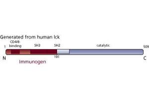 Image no. 3 for anti-Lymphocyte-Specific Protein tyrosine Kinase (LCK) (AA 1-191) antibody (ABIN967742) (LCK antibody  (AA 1-191))