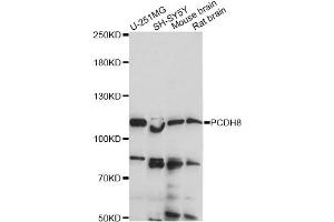 Western blot analysis of extracts of various cell lines, using PCDH8 antibody (ABIN6290811) at 1:1000 dilution. (Protocadherin 8 antibody)
