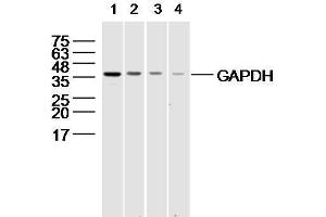 294T cell lysates probed with different dilutions of GAPDH Polyconal Antibody . (GAPDH antibody  (AA 1-335))