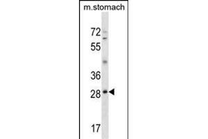 GSC Antibody (N-term) (ABIN1539330 and ABIN2850173) western blot analysis in mouse stomach tissue lysates (35 μg/lane). (GSC antibody  (N-Term))