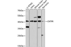 Western blot analysis of extracts of various cell lines, using CNTFR antibody (ABIN3016491, ABIN3016492, ABIN3016493 and ABIN6219761) at 1:3000 dilution. (CNTF Receptor alpha antibody  (AA 190-340))