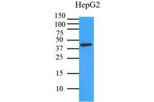 Western Blotting (WB) image for anti-Mitogen-Activated Protein Kinase 1 (MAPK1) (AA 1-360), (N-Term) antibody (ABIN492383) (ERK2 antibody  (N-Term))