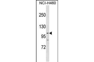 Western blot analysis in NCI-H460 cell line lysates (35ug/lane). (PARP1 antibody  (AA 590-618))