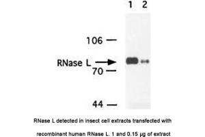Image no. 1 for anti-Ribonuclease L (2',5'-Oligoisoadenylate Synthetase-Dependent) (RNASEL) antibody (ABIN363220) (RNASEL antibody)