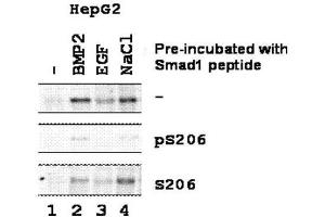 Western blot using  Affinity Purified anti-SMAD1 pS206 antibody shows detection of endogenous phosphorylated SMAD1 in whole cell lysates from human hepatoma (HEPG2, lanes 1-4) derived cell lines treated with PBS, BMP2 (5 ng/mL), EGF (1 ng/mL), or NaCl for 1 h at 37°C before harvest. (SMAD1 antibody  (Internal Region, pSer206))