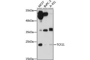 Western blot analysis of extracts of various cell lines, using TCF21 antibody (ABIN7270880) at 1:1000 dilution. (TCF21 antibody  (AA 30-100))