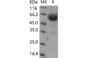 Western Blotting (WB) image for B and T Lymphocyte Associated (BTLA) (Active) protein (Fc Tag) (ABIN7320060) (BTLA Protein (Fc Tag))