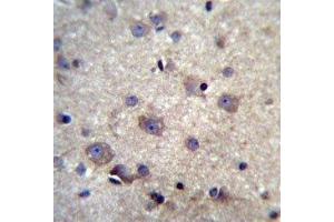 HBQ1 antibody immunohistochemistry analysis in formalin fixed and paraffin embedded human brain tissue. (HBQ1 antibody  (AA 1-28))