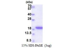 Morf4 Family Associated Protein 1-Like 1 (MRFAP1L1) (AA 1-127) protein (His tag)