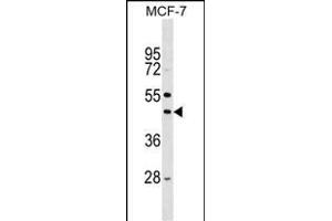 Mouse Stk32a Antibody (C-term) (ABIN1537182 and ABIN2848944) western blot analysis in MCF-7 cell line lysates (35 μg/lane). (STK32A antibody  (C-Term))