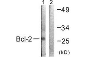 Western blot analysis of extracts from K562 cells, using BCL-2 (Ab-69) Antibody.