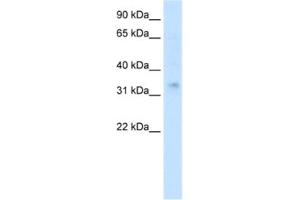Western Blotting (WB) image for anti-Homeobox A2 (HOXA2) antibody (ABIN2460331) (HOXA2 antibody)