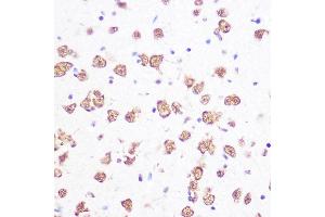 Immunohistochemistry of paraffin-embedded mouse brain using SRSF1/SRSF1/SF2/ASF Rabbit mAb (ABIN7270213) at dilution of 1:100 (40x lens). (SRSF1 antibody)