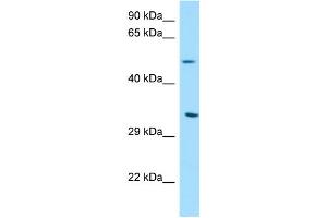 WB Suggested Anti-DPAGT1 Antibody Titration: 1. (DPAGT1 antibody  (C-Term))