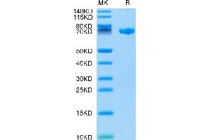 Biotinylated Human CLEC2D on Tris-Bis PAGE under reduced condition. (CLEC2D Protein (AA 60-191) (Fc-Avi Tag,Biotin))