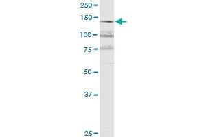 RERE monoclonal antibody (M06), clone 2F2. (RERE antibody  (AA 85-193))