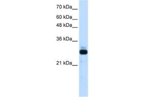 Western Blotting (WB) image for anti-Sin3A-Associated Protein, 30kDa (SAP30) antibody (ABIN2461708) (SAP30 antibody)
