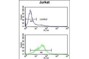 POLD1 Antibody (Center) (ABIN650753 and ABIN2839484) flow cytometry analysis of Jurkatcells (bottom histogram) compared to a negative control cell (top histogram). (POLD1 antibody  (AA 710-739))