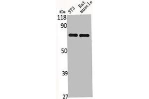 Western Blot analysis of NIH-3T3 RAT-MUSCLE cells using HSP A9 Polyclonal Antibody (HSPA9 antibody  (C-Term))