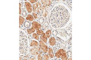 Immunohistochemical analysis of paraffin-embedded human kidney tissue using (ABIN392864 and ABIN2842279) performed on the Leica® BOND RXm. (DUSP6 antibody  (AA 58-89))