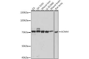 Western blot analysis of extracts of various cell lines, using  Rabbit mAb (ABIN1512640, ABIN7101309, ABIN7101310 and ABIN7101311) at 1:1000 dilution. (CHRNA4 antibody)