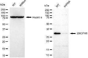 Western blotting analysis using ENOPH1 antibody (ABIN7798452).