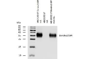 Western blotting analysis of Dendra2/GPI fusion protein using rabbit polyclonal antibody PAb (836) on lysates of HEK293T/17 cells transfected with Dendra2/GPI construct, reducing and non-reducing conditions. (Dendra 2 antibody)
