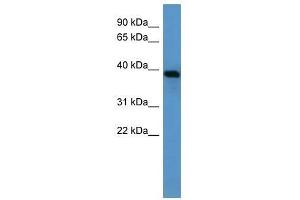 Ambp antibody used at 0. (AMBP antibody  (N-Term))