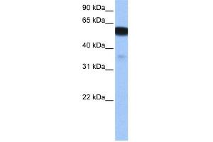 WB Suggested Anti-NHEDC1 Antibody Titration: 0.