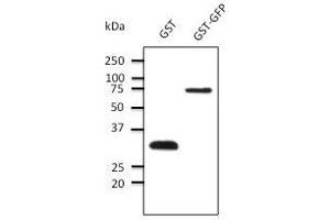 Anti-GST Ab at dilution, 50 ng of protein per Iane: rabbit polyclonal to goat lgG (HRP) at 1/10,000 dilution, (GST antibody)