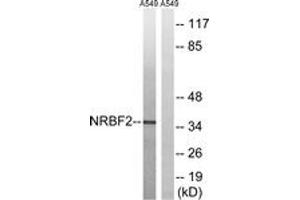 Western blot analysis of extracts from A549 cells, using NRBF2 Antibody.