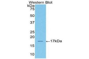 Western Blotting (WB) image for anti-Activin A Receptor, Type IIA (ACVR2A) (AA 192-325) antibody (ABIN1857883)