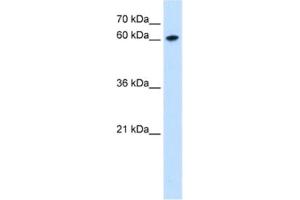 Western Blotting (WB) image for anti-Zinc Finger Protein 169 (ZNF169) antibody (ABIN2463097) (ZNF169 antibody)