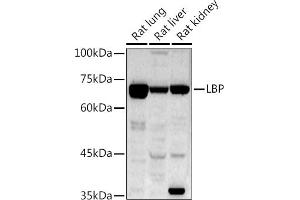 Western blot analysis of extracts of various cell lines, using LBP antibody (ABIN7268285) at 1:1000 dilution. (LBP antibody)