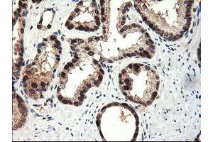 Image no. 3 for anti-NIF3 NGG1 Interacting Factor 3-Like 1 (NIF3L1) antibody (ABIN1496615) (NIF3L1 antibody)