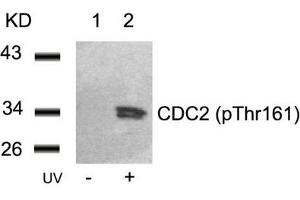 Western blot analysis of extracts from Hela cells untreated(lane 1) or treated with UV(lane 2) using CDC2(Phospho-Thr161) Antibody. (CDK1 antibody  (pThr161))