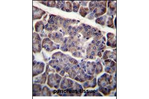 PDCD1LG2 Antibody (N-term) (ABIN656243 and ABIN2845559) immunohistochemistry analysis in formalin fixed and paraffin embedded human pancreas tissue followed by peroxidase conjugation of the secondary antibody and DAB staining.