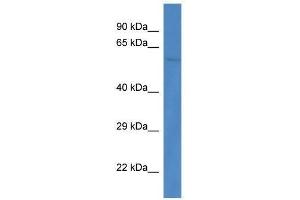 Western Blot showing Ppp3cb antibody used at a concentration of 1. (PPP3CB antibody  (C-Term))