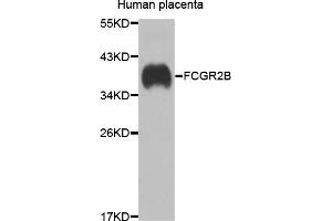 Western blot analysis of extracts of human placenta, using FCGR2B antibody (ABIN5975304) at 1/1000 dilution. (FCGR2B antibody)