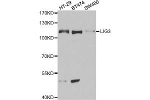 Western blot analysis of extracts of various cell lines, using LIG3 antibody. (LIG3 antibody)