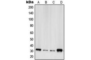 Western blot analysis of RPS2 expression in A431 (A), HeLa (B), HEK293 (C), NIH3T3 (D) whole cell lysates.
