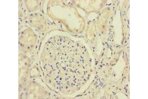 Immunohistochemistry of paraffin-embedded human kidney tissue using ABIN7152325 at dilution of 1:100